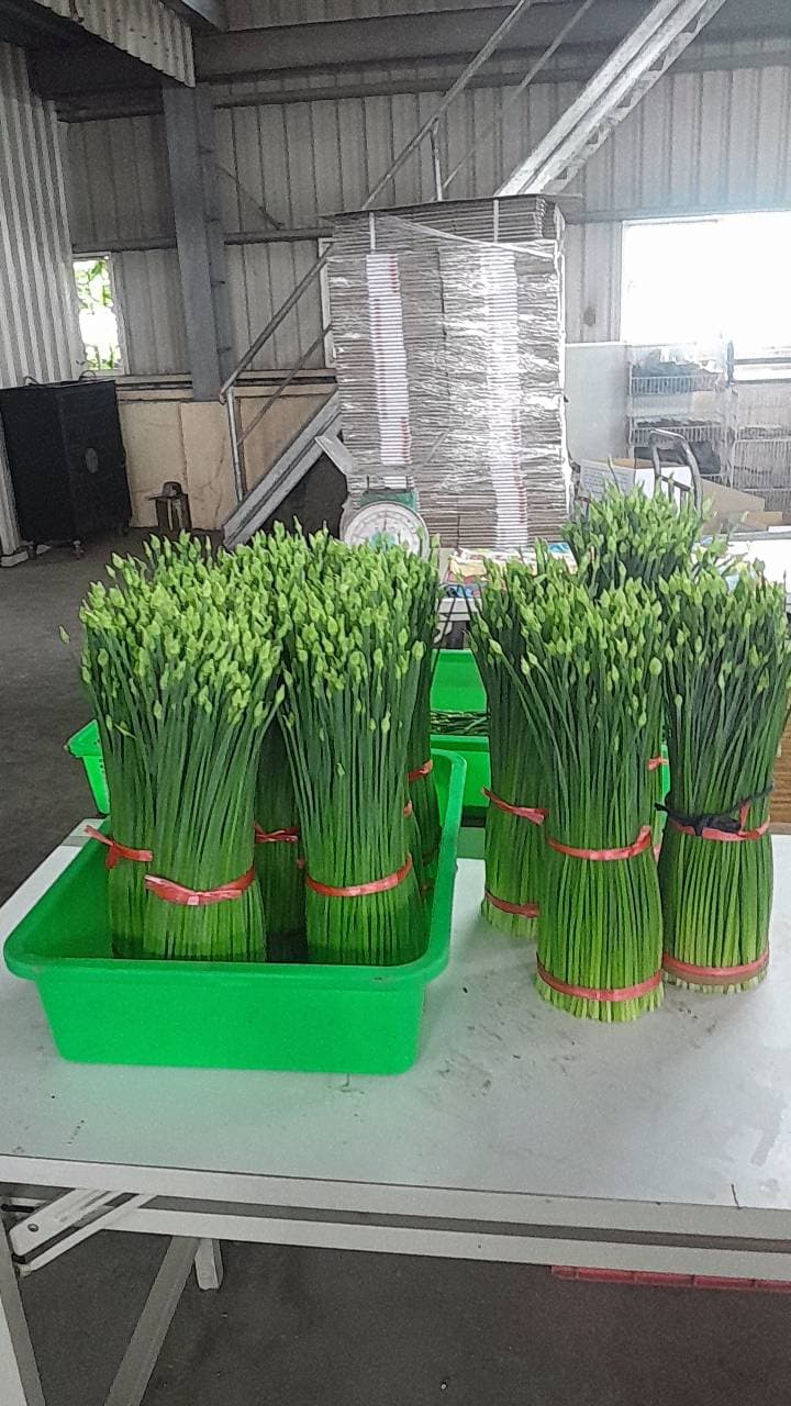 季節限定韭菜花猪肉水餃 商品圖片